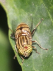 Eristalodes