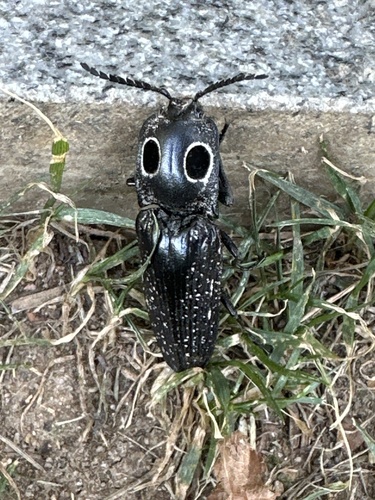 Eastern Eyed Click Beetle