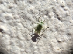 Orthotylinae