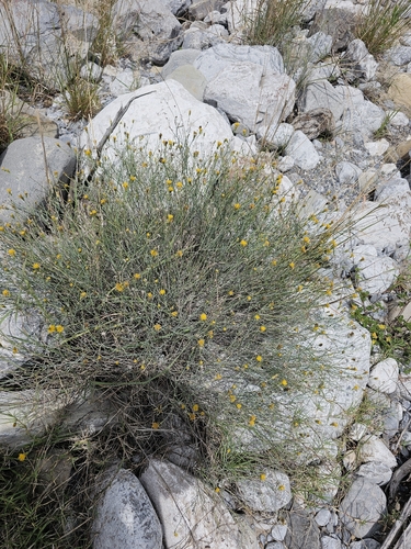 Porophyllum scoparium, photograph 1