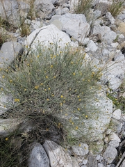Porophyllum scoparium