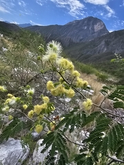 Havardia pallens, photograph (c) Liliana Ramírez-Freire, some rights reserved (CC BY)