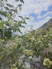 Havardia pallens, photograph (c) Liliana Ramírez-Freire, some rights reserved (CC BY)