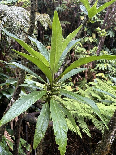 Cyanea hirtella observed 2026-05-15