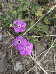 Hunzikeria texana