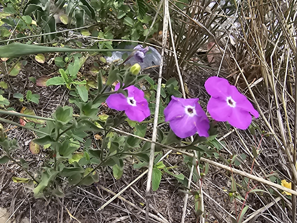 Hunzikeria texana; photograph (c) Liliana Ramírez-Freire, some rights reserved (CC BY)