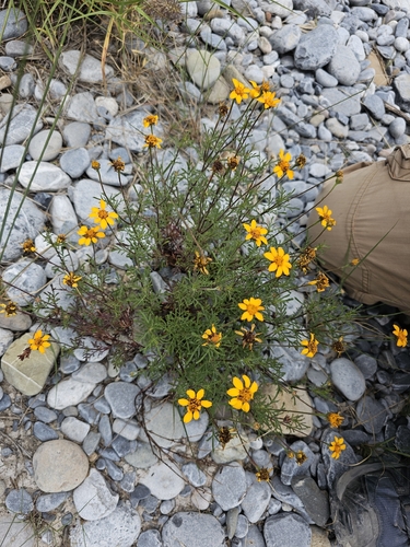 Dyssodia pinnata, photograph 5