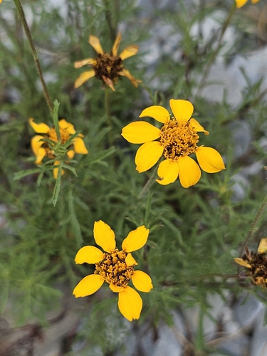 Dyssodia pinnata, photograph 6