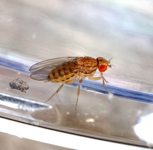 Drosophila busckii observed 2026-06-24