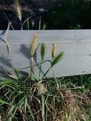 Hordeum murinum murinum