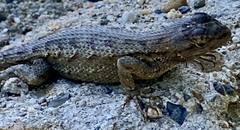 Sceloporus occidentalis