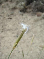 Dianthus crinitus