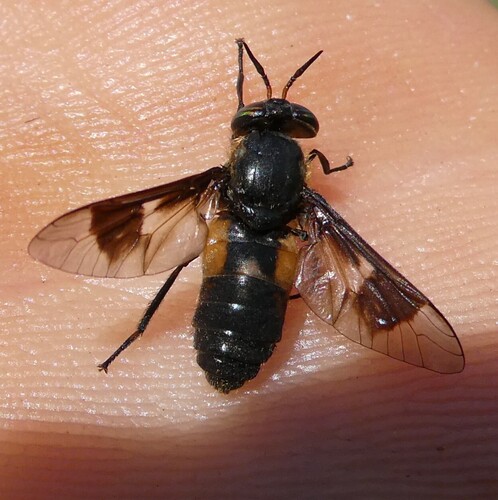Bothersome Deer Fly photo 4
