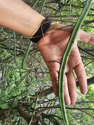 Selenicereus spinulosus, photograph 4