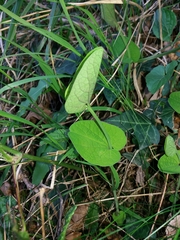 Aristolochia rotunda
