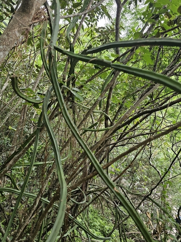 Selenicereus spinulosus, photograph 5