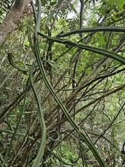 Selenicereus spinulosus, photograph (c) Liliana Ramírez-Freire, some rights reserved (CC BY)