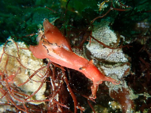 Aplysia japonica, 2026-04-12