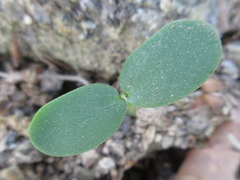 Robinia pseudoacacia