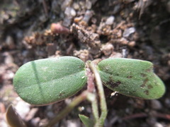 Robinia pseudoacacia