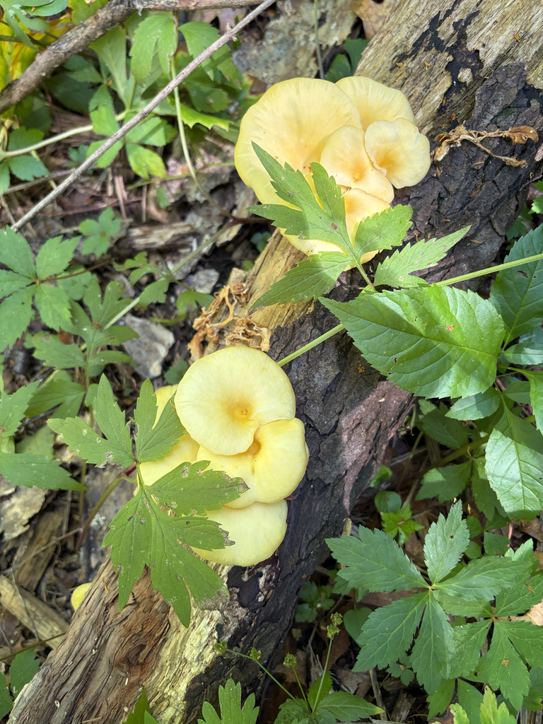 Golden Oyster Mushroom · June 2026 · photo: Photo: (c) Kevin, some rights reserved (CC BY) · iNaturalist