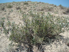 Zygophyllum atriplicoides