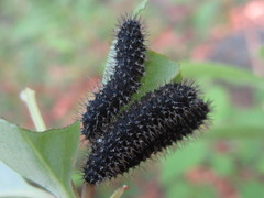 Apareophora forsythiae