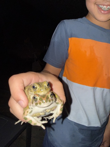 Green Toad
