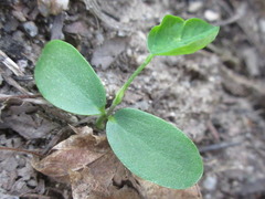 Robinia pseudoacacia