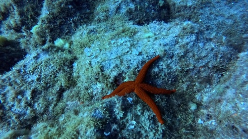 Mediterranean Red Sea Star