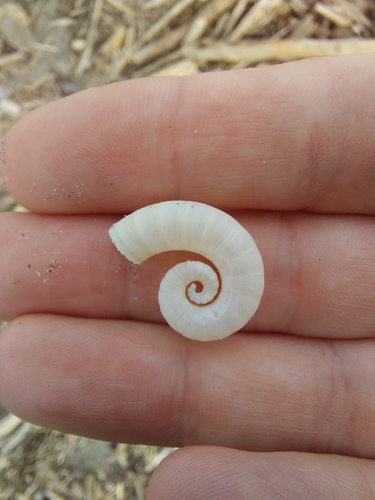 Ram's Horn Squid