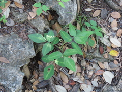 Desmodium tweedyi