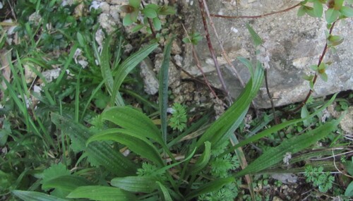 Plantago lanceolata