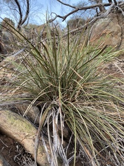 Lomandra multiflora dura