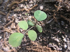 Robinia pseudoacacia