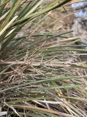 Lomandra multiflora dura