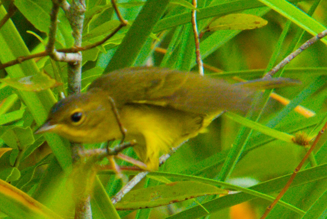 Southern Yellowthroat (Geothlypis velata), photo 9