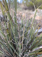 Lomandra multiflora dura