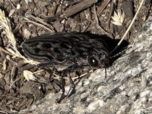 Western Sculptured Pine Borer