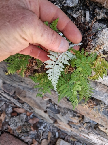 Pityrogramma chrysophylla observed 2026-06-24