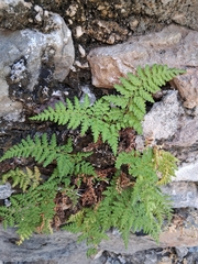 Pityrogramma chrysophylla, photograph author not stated, no rights reserved