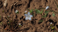 Nemophila menziesii integrifolia
