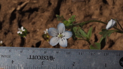 Nemophila menziesii integrifolia