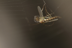 Culex quinquefasciatus