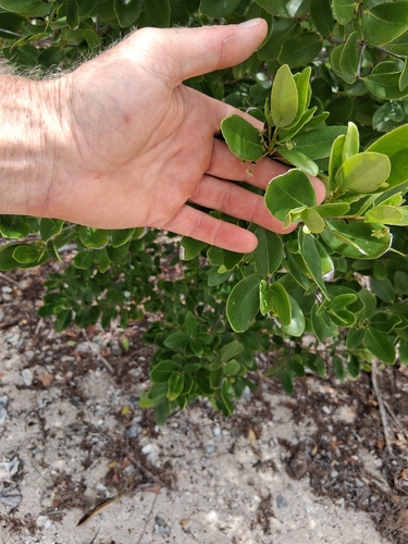 Elaeodendron xylocarpum