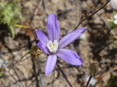 Brodiaea nana
