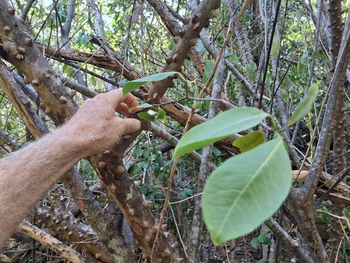 Zanthoxylum schreberi