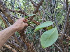 Zanthoxylum schreberi