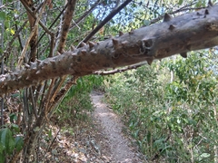 Zanthoxylum schreberi, photograph author not stated, no rights reserved