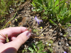 Brodiaea nana